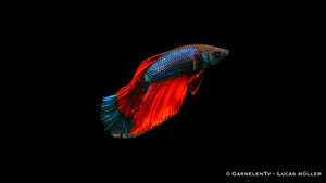 Territorialer Super-Delta Betta splendens Nahaufnahme