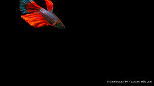 Lebhafte Farben des Betta splendens Super-Delta