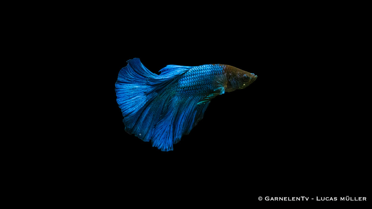 Betta splendens Super-Delta mit prächtigen Flossen