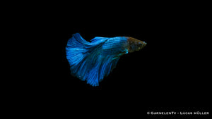 Betta splendens Super-Delta mit prächtigen Flossen