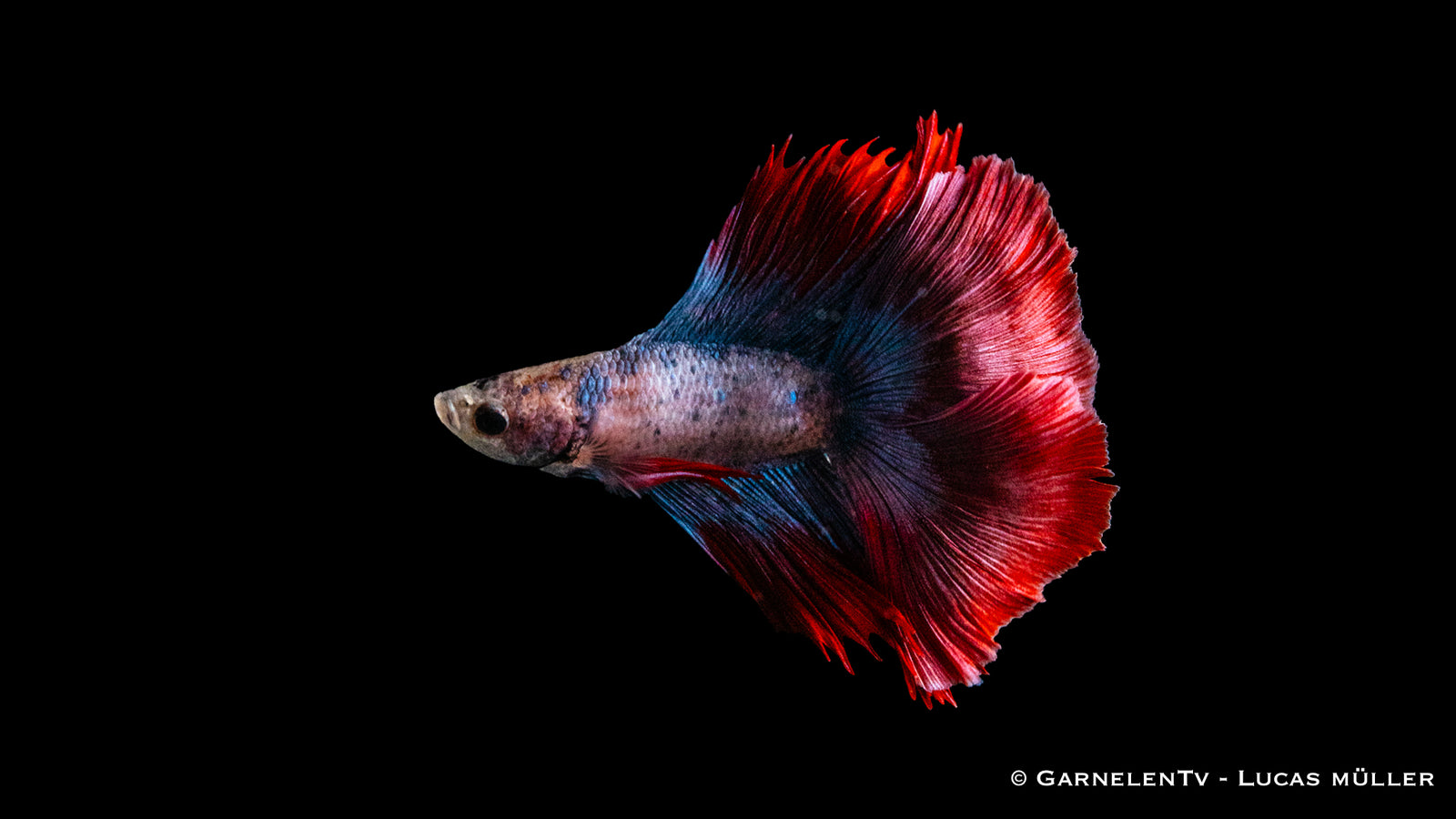 Kampffisch Männlich Superdelta Twintail – Betta splendens