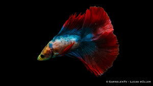 Betta splendens Superdelta Twintail – prachtvolle Flossenform