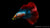 Kampffisch Männlich Superdelta Twintail – Betta splendens
