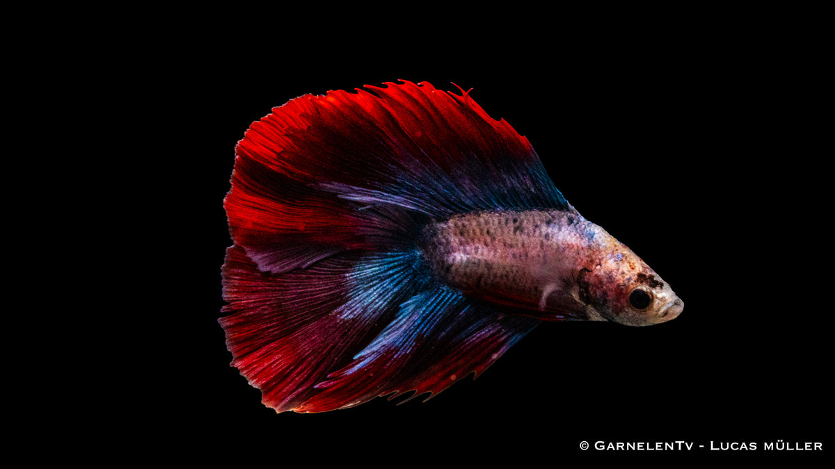 Männlicher Betta splendens Superdelta Twintail im Aquarium