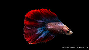 Männlicher Betta splendens Superdelta Twintail im Aquarium