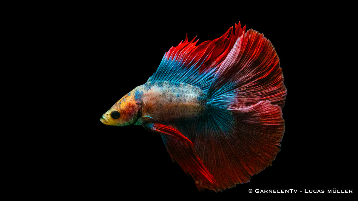 Kampffisch Superdelta Twintail – ideal für bepflanzte Aquarien