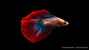 Territorialer Superdelta Twintail Betta splendens im Nahaufnahme