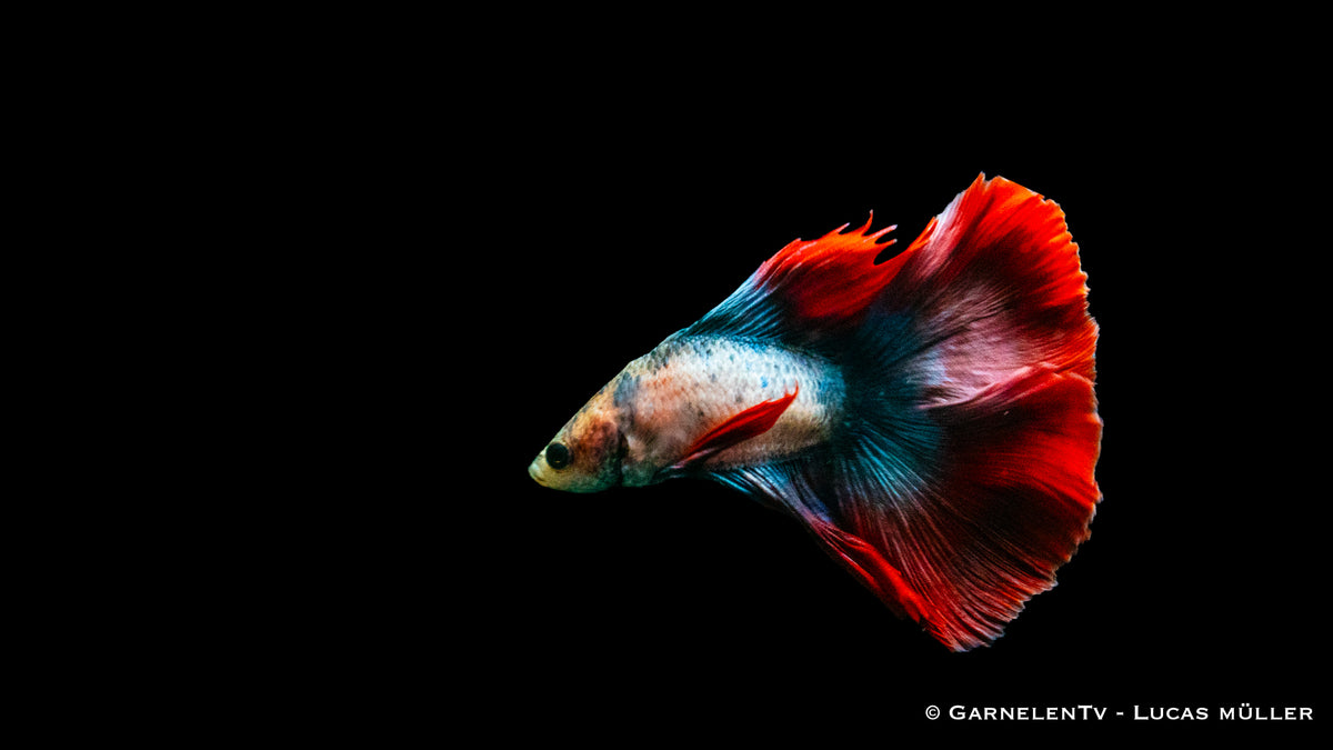 Lebhafte Farben des Betta splendens Superdelta Twintail