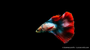 Lebhafte Farben des Betta splendens Superdelta Twintail