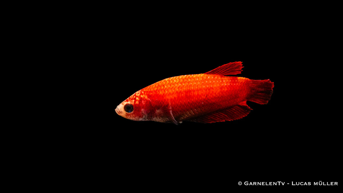 Kampffisch weiblich Plakat - Betta splendens