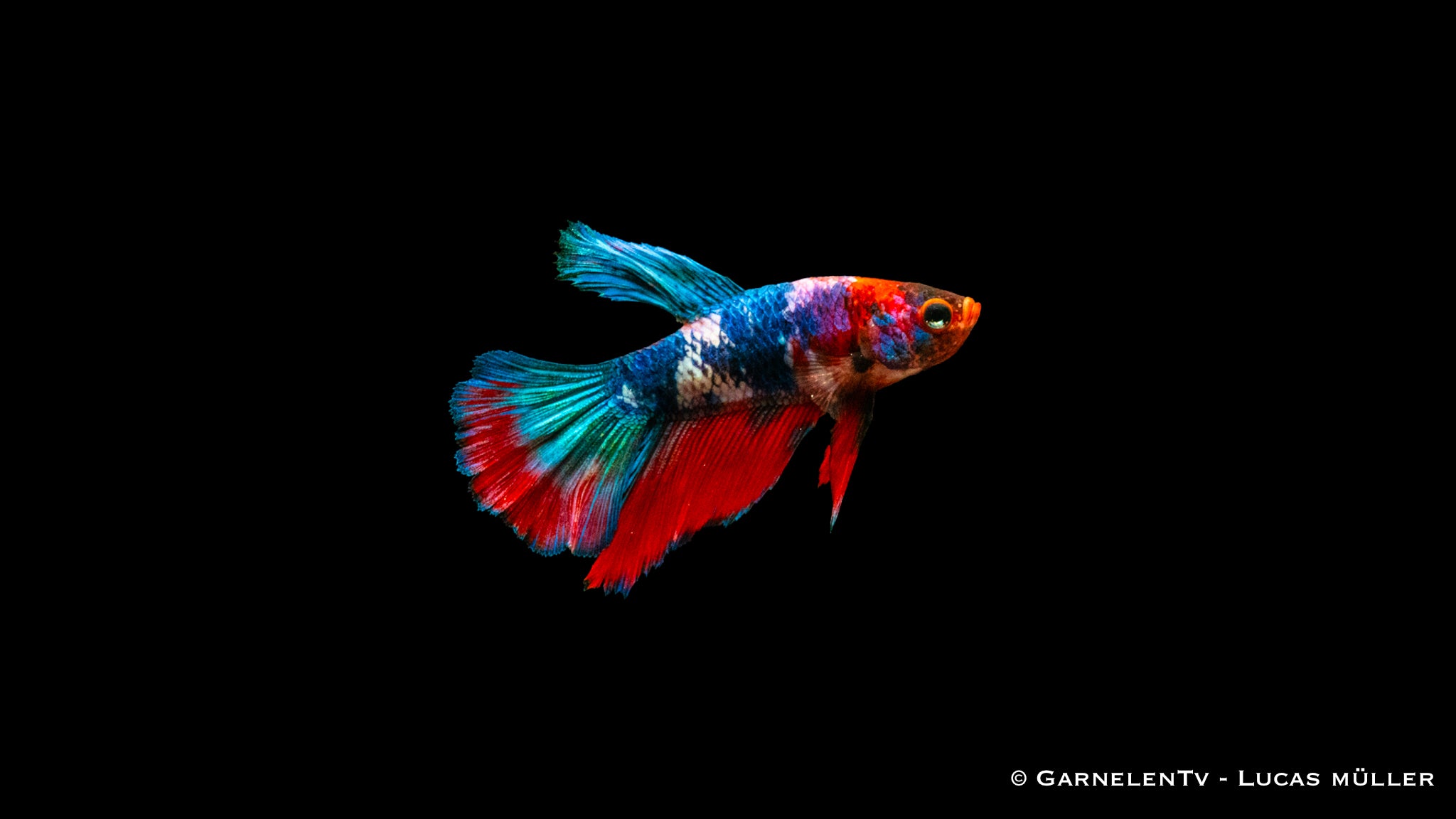 Kampffisch männlich Superdelta Koi XL - Betta splendens