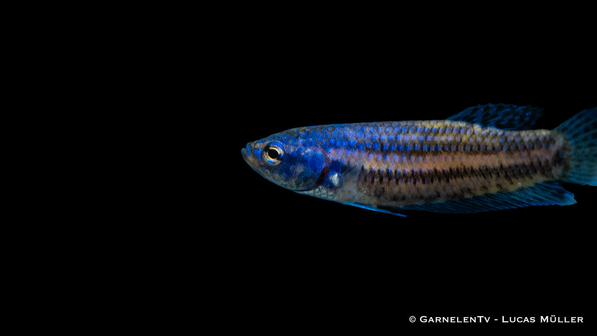 Betta sp. Hybrid Alien mit lebhaften Farben