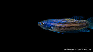 Betta sp. Hybrid Alien mit lebhaften Farben