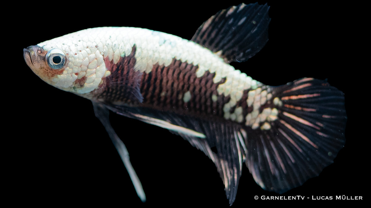 Betta splendens Black Samurai mit eleganten Flossen