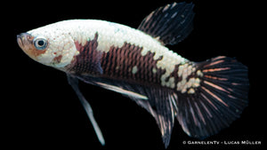 Betta splendens Black Samurai mit eleganten Flossen