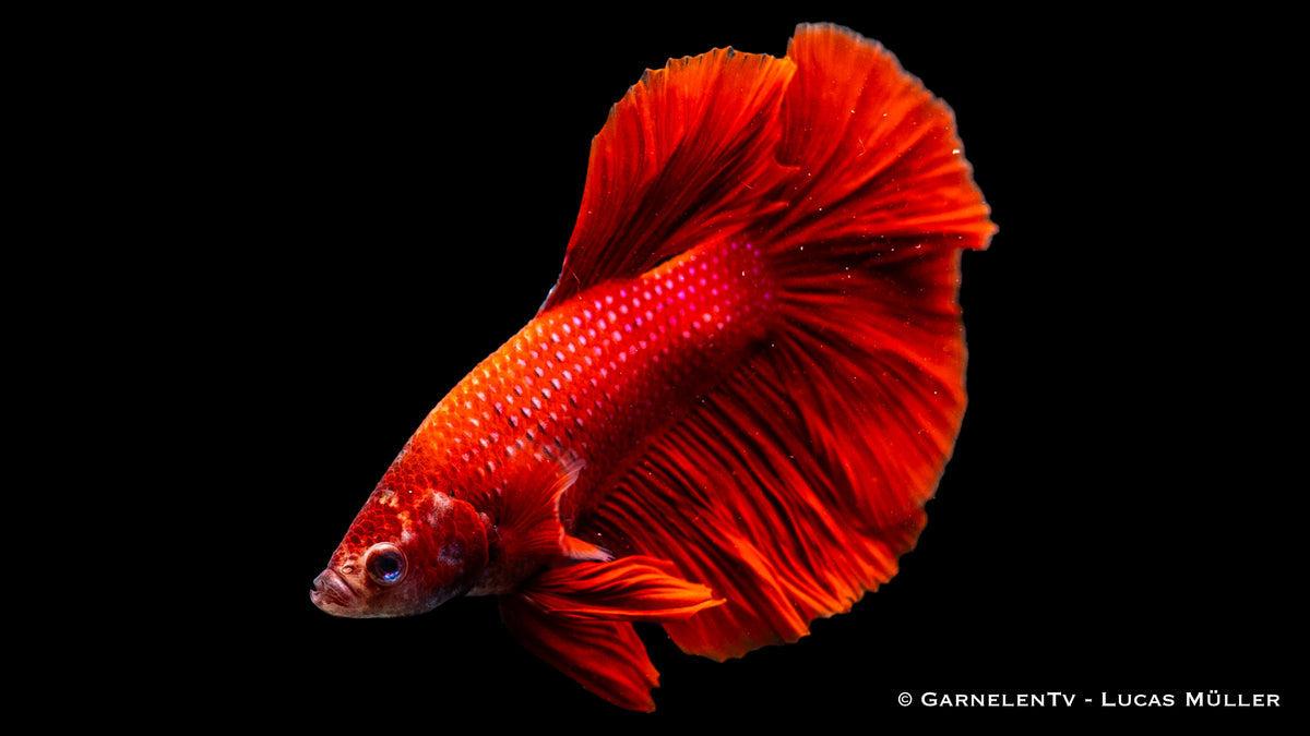 Betta splendens Halfmoon Kampffisch male showcasing striking colors
