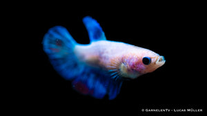 Betta splendens Halfmoon female in a planted aquarium
