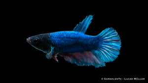 Betta splendens Halfmoon female with iridescent blue and purple hues