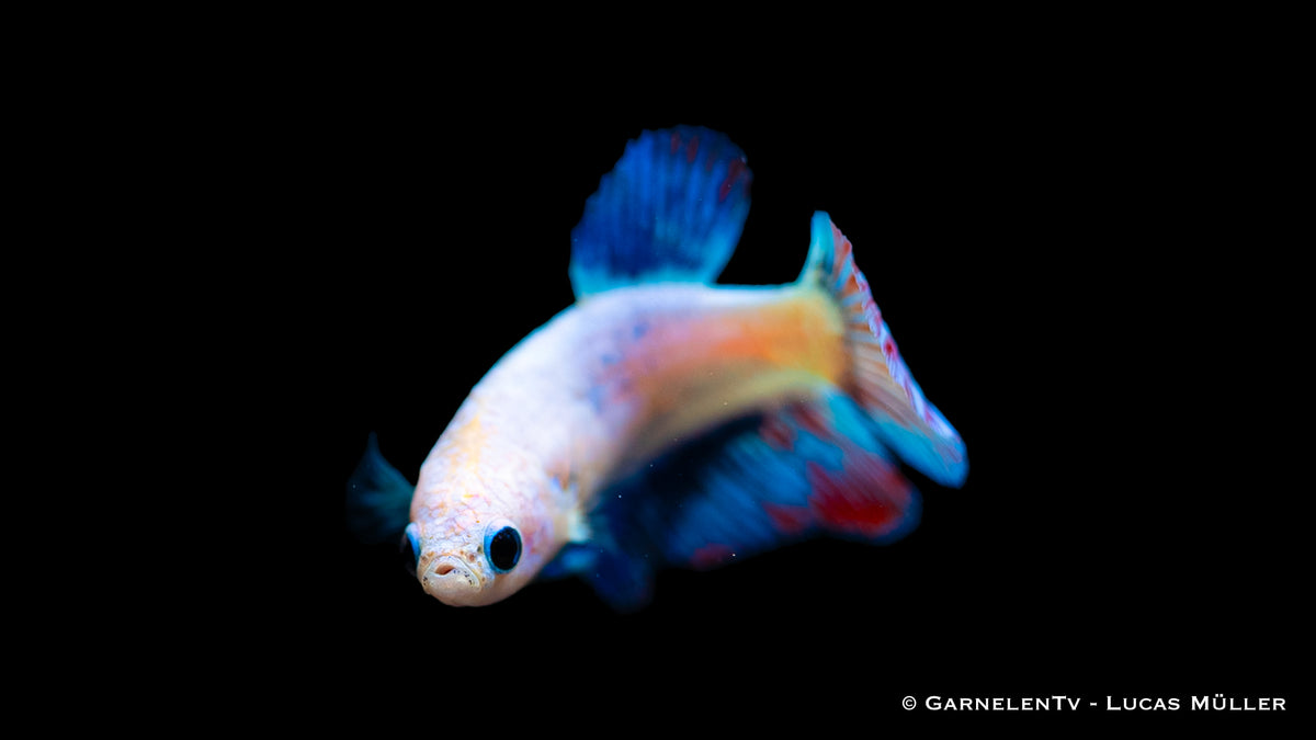 Betta splendens Halfmoon female with vibrant flowing fins
