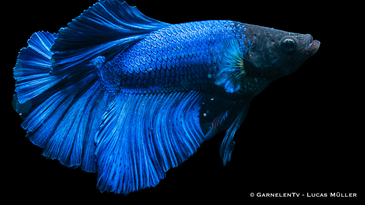 Betta splendens Halfmoon male displaying vibrant fins
