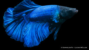 Betta splendens Halfmoon male displaying vibrant fins