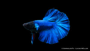 Betta splendens Halfmoon male swimming in a beautifully planted tank

