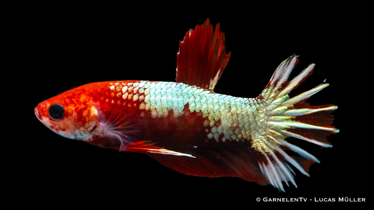 Betta splendens Hellboy showcasing a fiery red and white pattern
