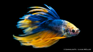 Betta splendens Kammschwanz male showing unique tail shape
