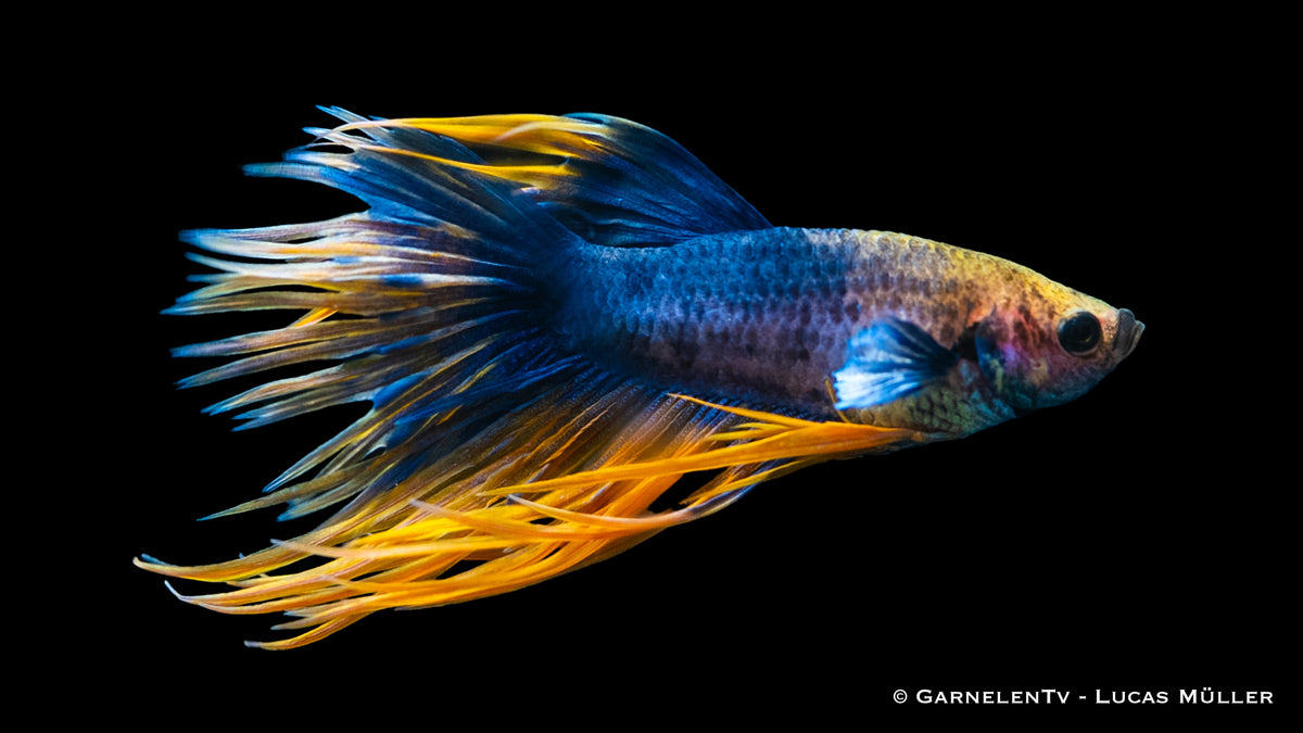 Betta splendens Kammschwanz male with dynamic movement in water

