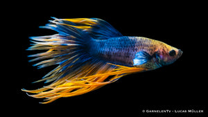 Betta splendens Kammschwanz male with dynamic movement in water
