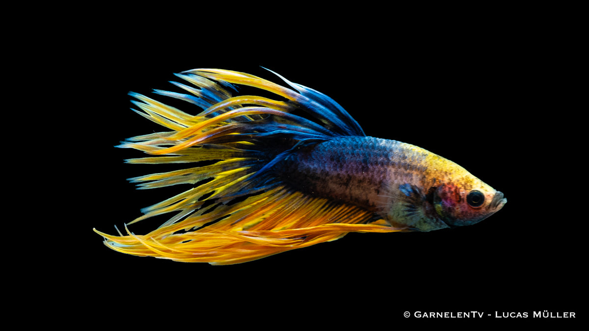 Betta splendens Kammschwanz with iridescent blue and red colors