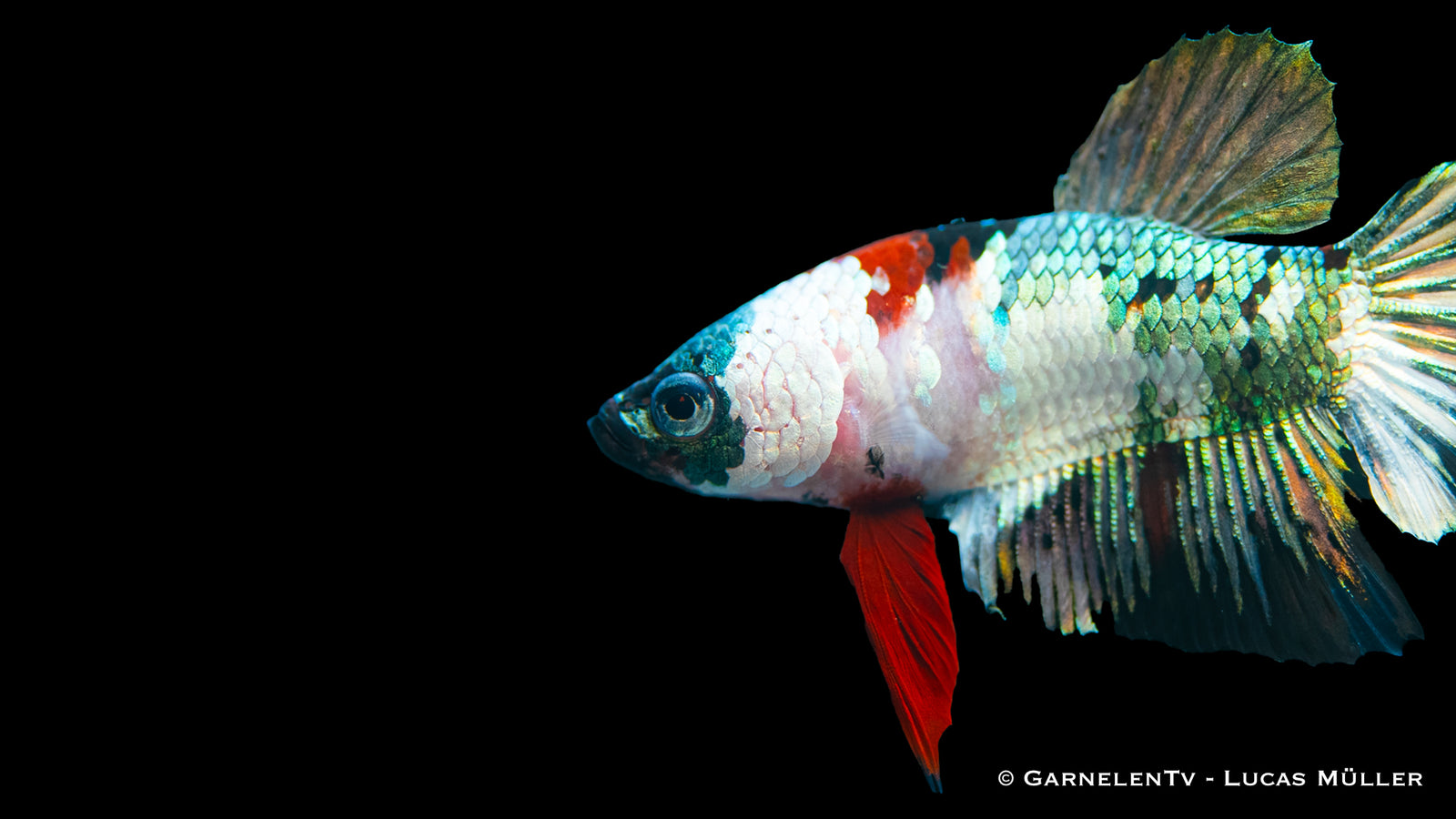 Kampffisch Koi Galaxy Plakat mit leuchtenden Farben