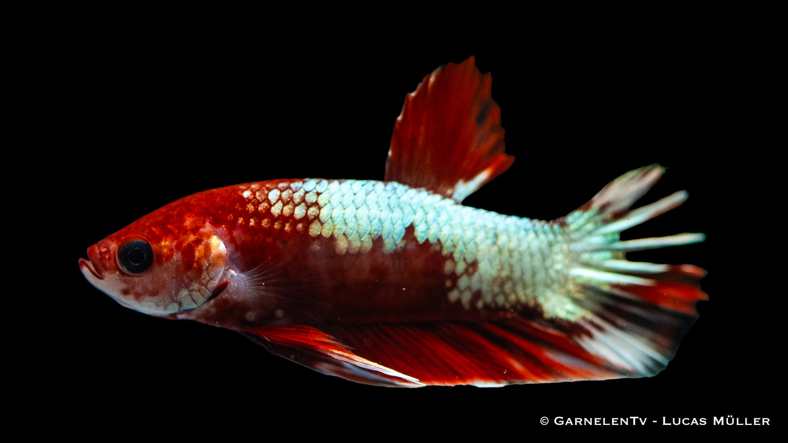 Plakat Koi Hellboy Betta swimming in a freshwater aquarium