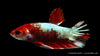 Betta splendens Koi Hellboy displaying vibrant colors
