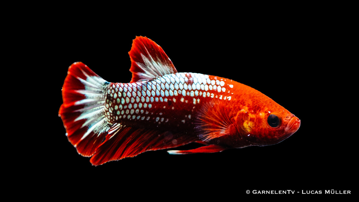 Betta splendens Koi Hellboy with brilliant red, orange, and white colors
