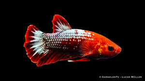 Betta splendens Koi Hellboy with brilliant red, orange, and white colors
