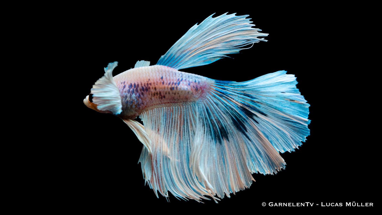 Kampffisch Superdelta Dumbo Ear mit großen Flossen