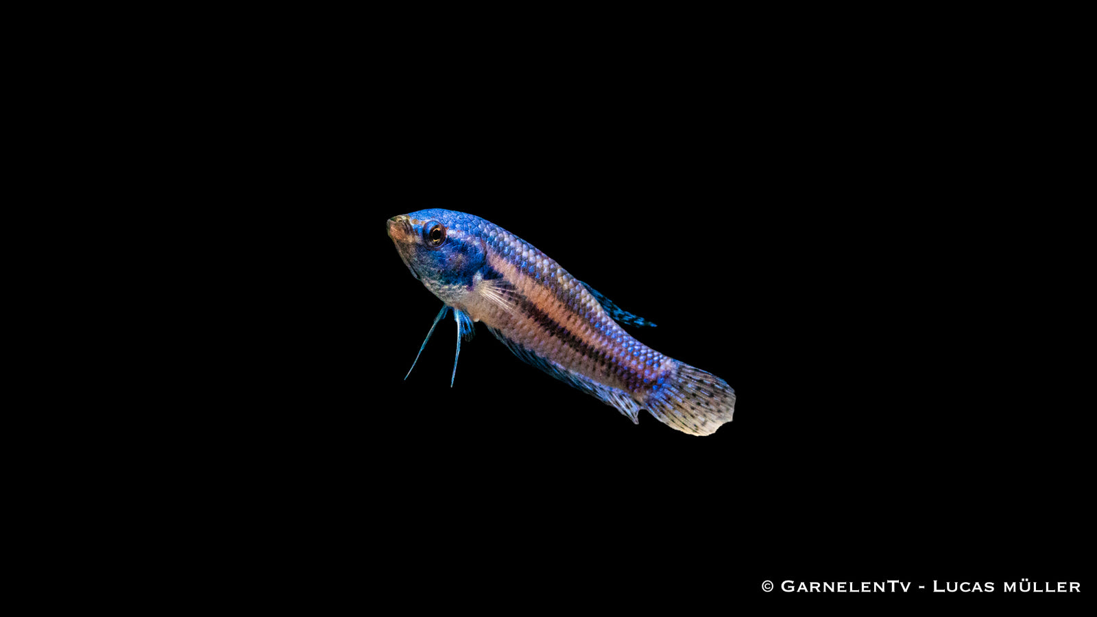 Kampffisch Hybrid Alien Männlich – Seltene Betta sp. Variante