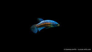 Hybrid Alien Betta Männlich mit leuchtenden Farben im Aquarium