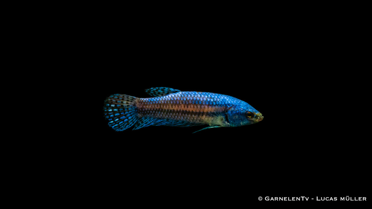 Betta sp. Hybrid Alien – Einzigartiger Kampffisch mit besonderem Muster