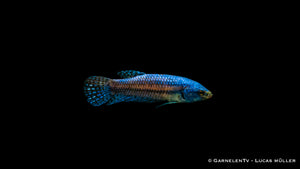 Betta sp. Hybrid Alien – Einzigartiger Kampffisch mit besonderem Muster