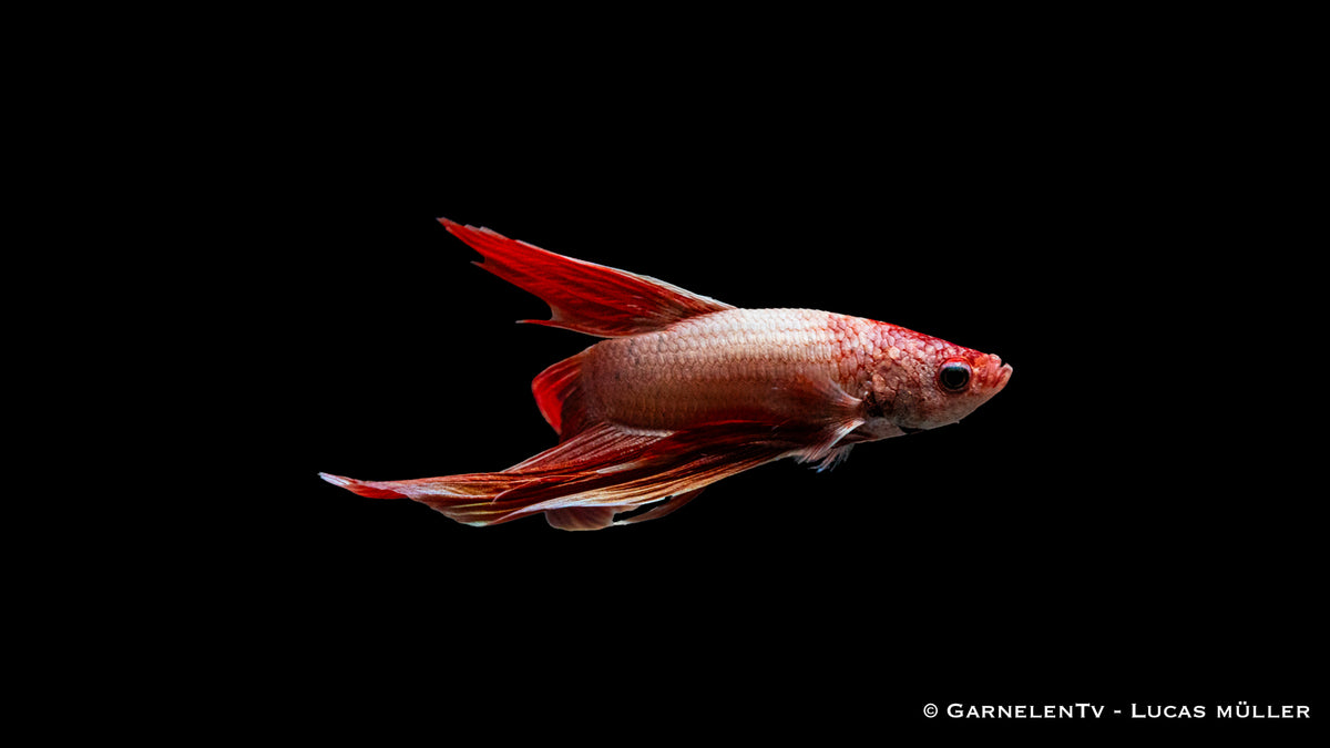 Kampffisch Dragon Metallic – beeindruckender Zierfisch mit Metallic-Färbung