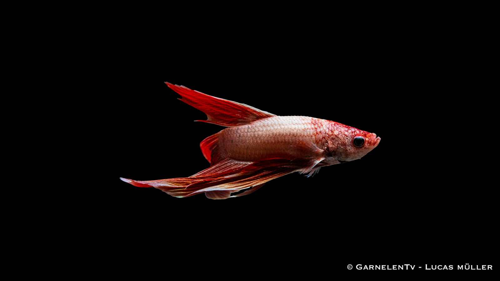 Kampffisch Dragon Metallic – schimmernder Betta splendens Männlich