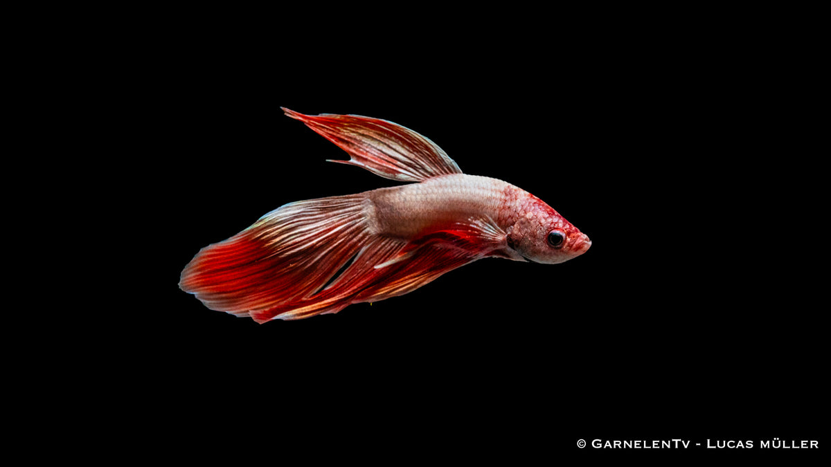 Kampffisch Dragon Metallic – prachtvoller Solitärfisch für Aquarien