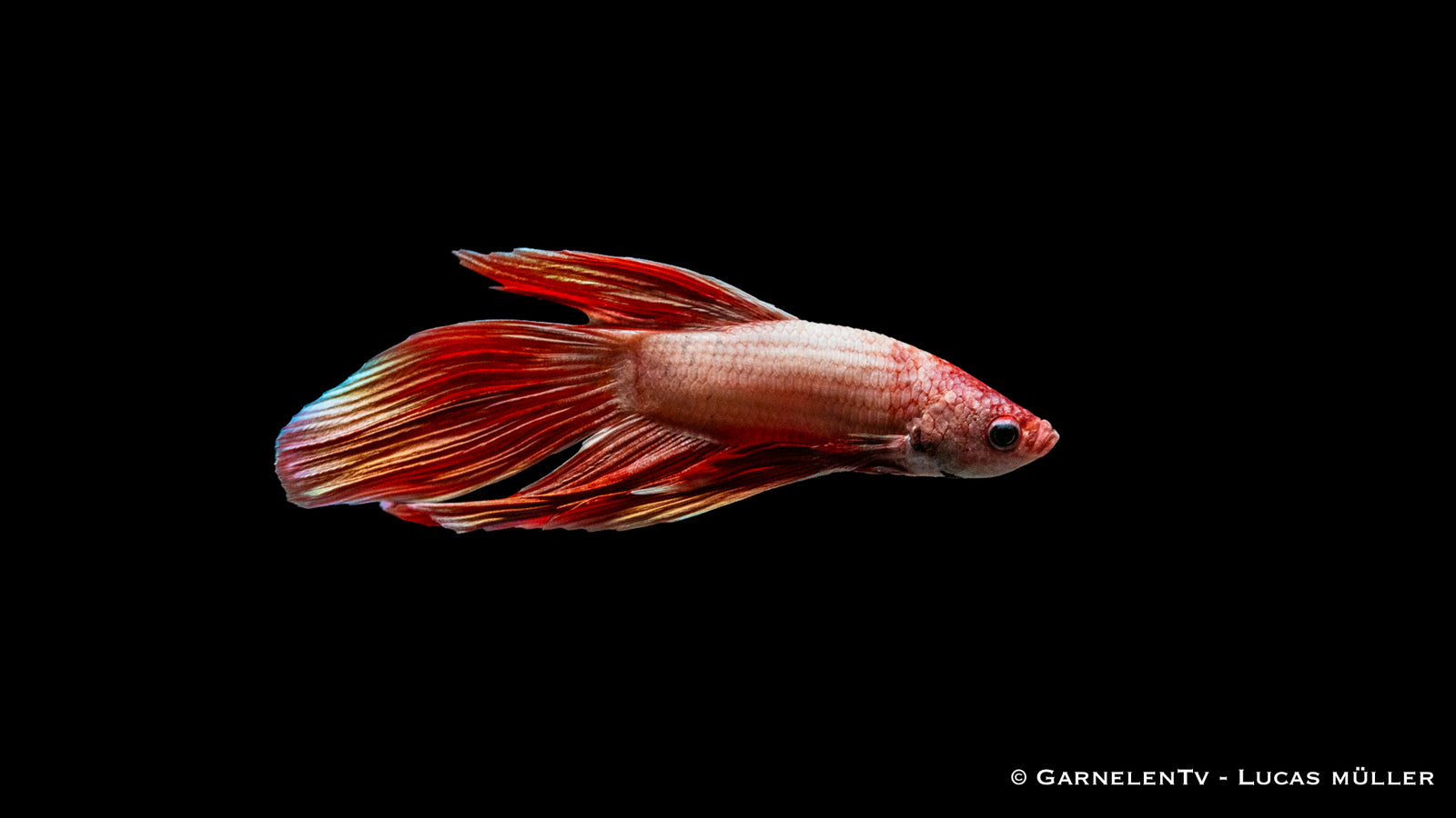 Kampffisch Dragon Metallic – schimmernder Betta splendens Männlich