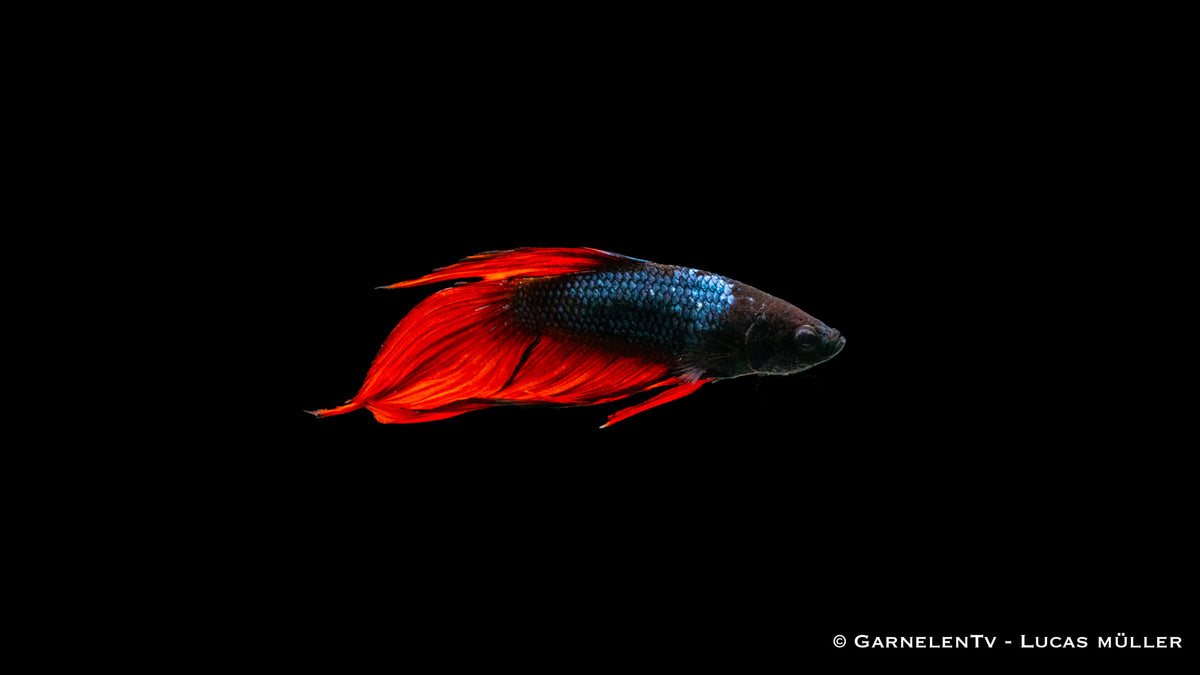 Kampffisch Dragon Metallic – Betta splendens mit einzigartiger Flossenform