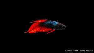 Kampffisch Dragon Metallic – Betta splendens mit einzigartiger Flossenform