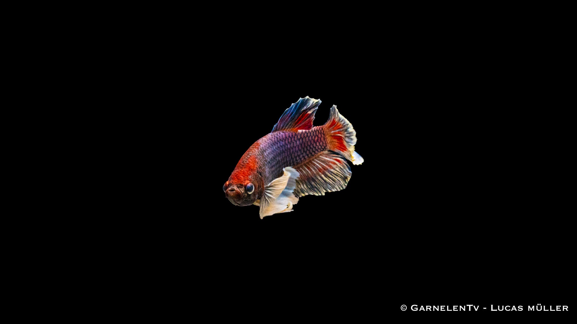 Kampffisch Männlich "Dumbo Ear" Plakat – Betta splendens mit großen Flossen