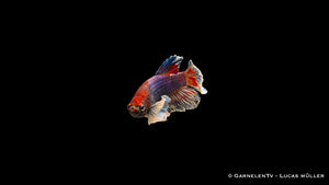 Kampffisch Männlich "Dumbo Ear" Plakat – Betta splendens mit großen Flossen