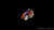 Kampffisch Männlich "Dumbo Ear" Plakat – Betta splendens mit großen Flossen